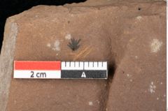 Foto (Detailansicht) von Asterocalyx styriacus Ettingshausen (NHMW-GEO-2024-0188-0426)